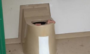 Homme coincé au fond de toilettes