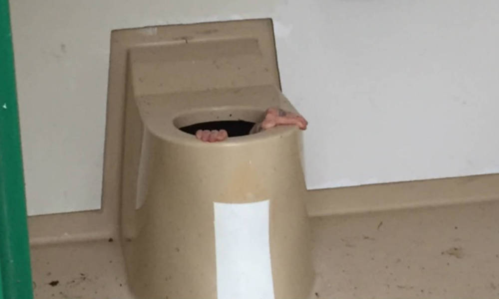 Homme coincé au fond de toilettes